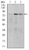 Anti-RSK2 antibody [4E10] used in Western Blot (WB). GTX60517