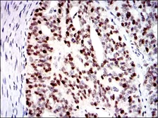 Anti-MCM2 antibody [1E7] used in IHC (Paraffin sections) (IHC-P). GTX60520