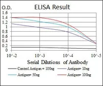 Anti-MEK7 antibody [4E5] used in ELISA (ELISA). GTX60522