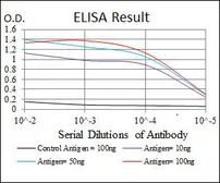Anti-NQO1 antibody [4D12] used in ELISA (ELISA). GTX60523