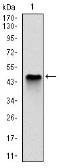 Anti-NQO1 antibody [1A11] used in Western Blot (WB). GTX60524