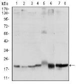 Anti-SKP1 antibody [4E11] used in Western Blot (WB). GTX60525