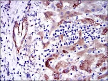 Anti-GSTM1 antibody [1H4A4] used in IHC (Paraffin sections) (IHC-P). GTX60526