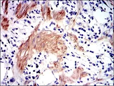 Anti-GSTM1 antibody [1H4F2] used in IHC (Paraffin sections) (IHC-P). GTX60527