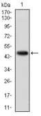 Anti-KCNQ1 antibody [5E12] used in Western Blot (WB). GTX60528