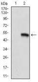 Anti-CD9 antibody [5G6] used in Western Blot (WB). GTX60529