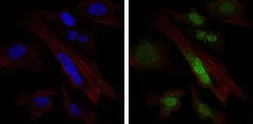 Anti-SOX9 antibody [1B11] used in Immunocytochemistry/ Immunofluorescence (ICC/IF). GTX60536