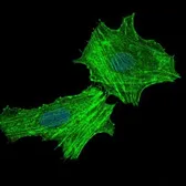 Anti-ASS1 antibody [2B10] used in Immunocytochemistry/ Immunofluorescence (ICC/IF). GTX60549