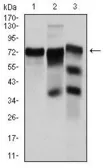 Anti-YAP1 antibody [1A12] used in Western Blot (WB). GTX60554