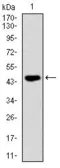 Anti-Fas antibody [4F8H6] used in Western Blot (WB). GTX60557