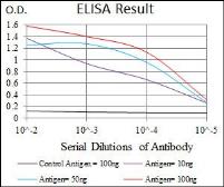 Anti-Raf1 antibody [4G4] used in ELISA (ELISA). GTX60561