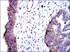 Anti-Alkaline Phosphatase (Tissue Non-Specific) antibody [2F4] used in IHC (Paraffin sections) (IHC-P). GTX60568
