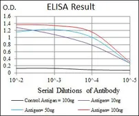 Anti-Fibronectin antibody [2F4G2] used in ELISA (ELISA). GTX60571