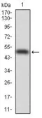 Anti-PDX1 antibody [5A5] used in Western Blot (WB). GTX60573
