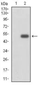 Anti-CYP3A4 antibody [3H8] used in Western Blot (WB). GTX60577
