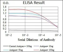 Anti-RPA70 antibody [4C4] used in ELISA (ELISA). GTX60579