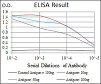 Anti-C/EBP alpha antibody [5B7] used in ELISA (ELISA). GTX60584