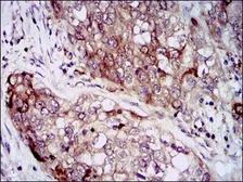 Anti-Hsp90 alpha antibody [5G5] used in IHC (Paraffin sections) (IHC-P). GTX60587