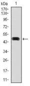 Anti-Hsp90 alpha antibody [5G5] used in Western Blot (WB). GTX60587