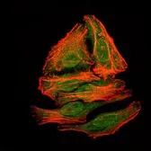 Anti-Splunc2 antibody [1F12] used in Immunocytochemistry/ Immunofluorescence (ICC/IF). GTX60590