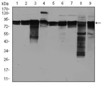 Anti-eIF4B antibody [1F5] used in Western Blot (WB). GTX60596