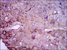 Anti-RAB4A antibody [4E11] used in IHC (Paraffin sections) (IHC-P). GTX60601