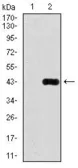 Anti-DLL4 antibody [4A11] used in Western Blot (WB). GTX60604