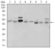 Anti-Shh antibody [5H4] used in Western Blot (WB). GTX60606