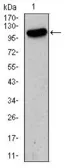Anti-GluR2 antibody [7G6] used in Western Blot (WB). GTX60613