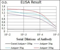 Anti-Cytokeratin 13 antibody [3G4] used in ELISA (ELISA). GTX60622