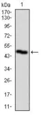 Anti-PLK1 antibody [1D1] used in Western Blot (WB). GTX60624