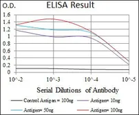 Anti-Brn2 antibody [6H12] used in ELISA (ELISA). GTX60632