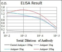 Anti-RUNX3 antibody [2B3] used in ELISA (ELISA). GTX60639