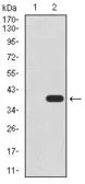 Anti-UTF1 antibody [5B6] used in Western Blot (WB). GTX60649