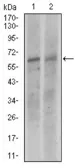 Anti-KEAP1 antibody [1F10B6] used in Western Blot (WB). GTX60660