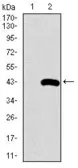 Anti-SFTPC antibody [5E6A9] used in Western Blot (WB). GTX60670