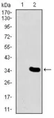 Anti-MESP2 antibody [1B3F9] used in Western Blot (WB). GTX60671