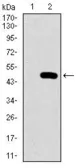 Anti-PSAP antibody [4D5F4] used in Western Blot (WB). GTX60673