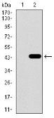 Anti-GLUT4 antibody [3G10A3] used in Western Blot (WB). GTX60674