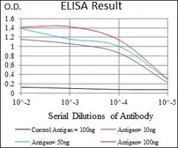 Anti-TGF beta Receptor III antibody [1C5H11] used in ELISA (ELISA). GTX60678