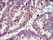 Anti-ID2 antibody [4E12G5] used in IHC (Paraffin sections) (IHC-P). GTX60689