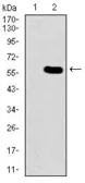 Anti-Nucleostemin antibody [2C8D5] used in Western Blot (WB). GTX60706