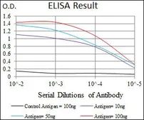 Anti-FOXC2 antibody [1D11C8] used in ELISA (ELISA). GTX60707
