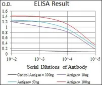 Anti-C17ORF53 antibody [3E10H2] used in ELISA (ELISA). GTX60711