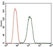 Anti-PDE1B antibody [5C4A3] used in Flow cytometry (FCM). GTX60718