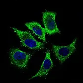 Anti-ALDH2 antibody [4G6A3] used in Immunocytochemistry/ Immunofluorescence (ICC/IF). GTX60727