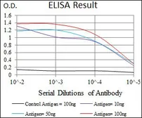 Anti-CLGN antibody [9C8G10] used in ELISA (ELISA). GTX60730