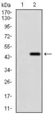 Anti-Ring1 antibody [8C12F4] used in Western Blot (WB). GTX60753