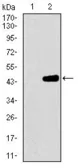 Anti-MRPL42 antibody [3H6H2] used in Western Blot (WB). GTX60760