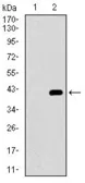Anti-CD41 antibody [2E10C9] used in Western Blot (WB). GTX60763